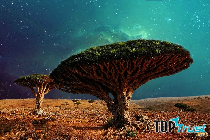 Quần đảo Socotra
