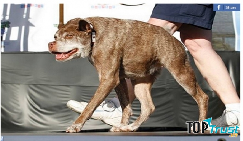 Chú chó lưng gù Quasi Modo