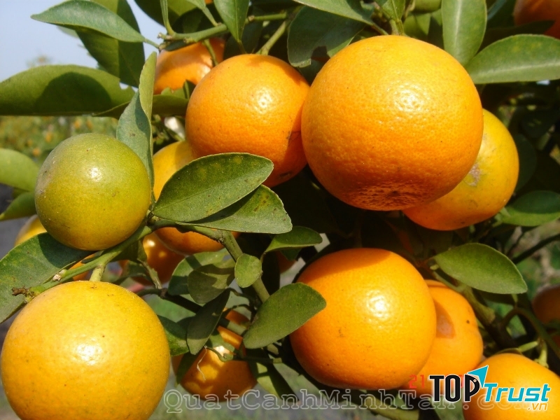 Quất là 1 trong 10 loại quả mang lộc nhiều nhất về nhà trong tết Đinh Dậu 2017