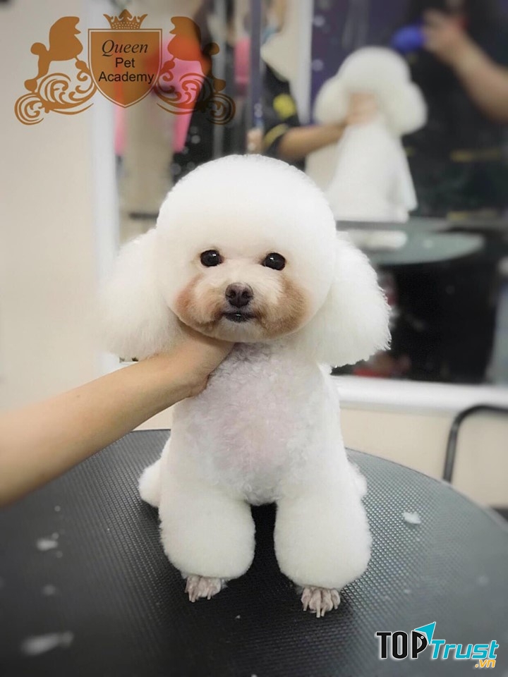 Queen Pet Shop