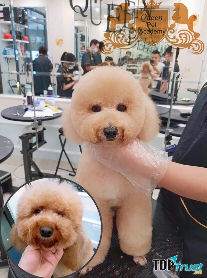 Queen Pet Shop