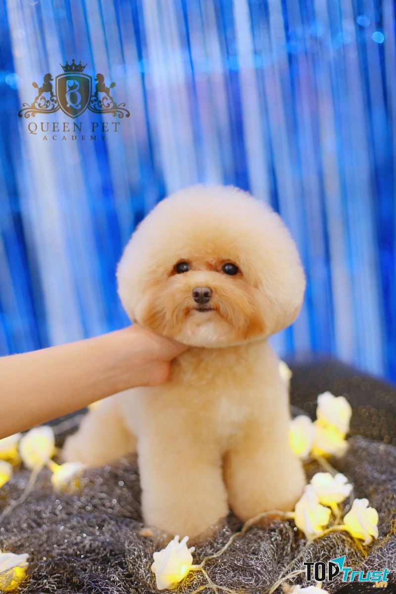 Queen Pet Shop
