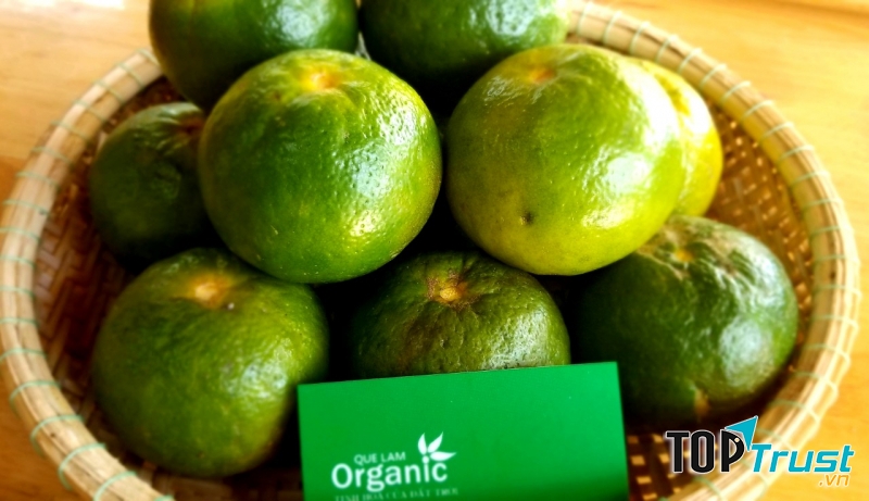 Quelam Organic Hue