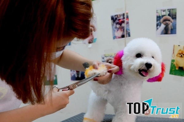 Cuộc sống của các chú chó phụ thuộc vào khả năng tài chính của bạn