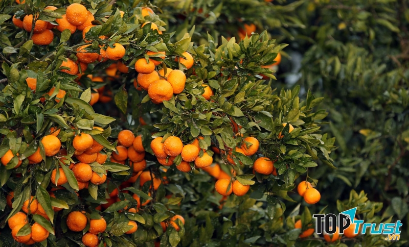 Vườn quýt đường đảo Jeju.