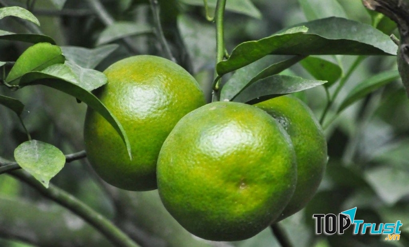 Quýt đường Long Trị