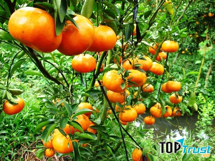 Hoa quả tươi chống ung thư hiệu quả