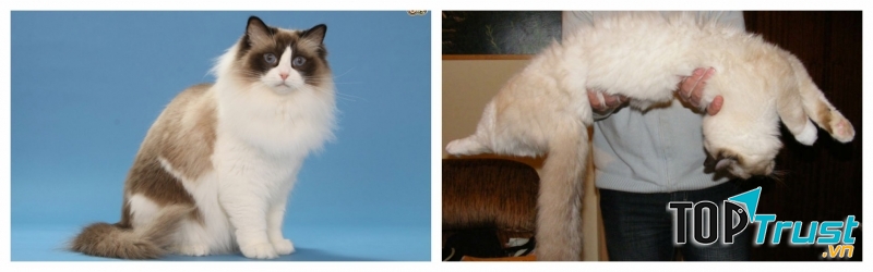 Ragdoll thường mềm nhũn người như búp bê vải khi bị bế lên