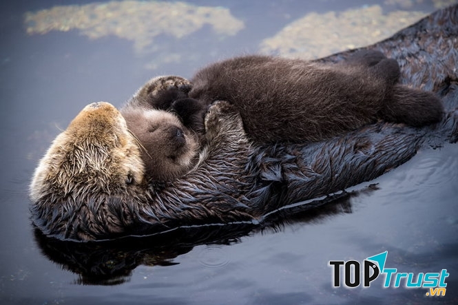 Rái cá﻿﻿﻿ có thói quen sống thành bầy đàn