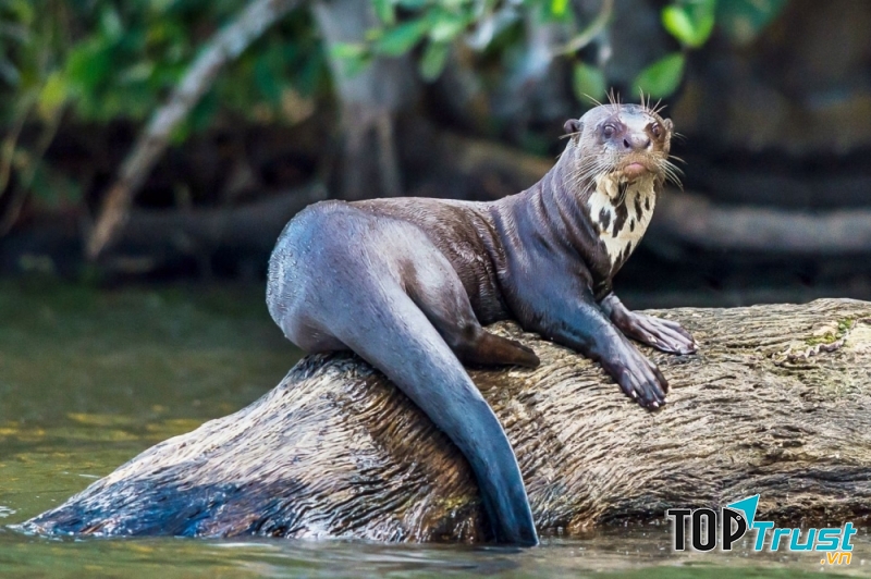 Rái cá khổng lồ