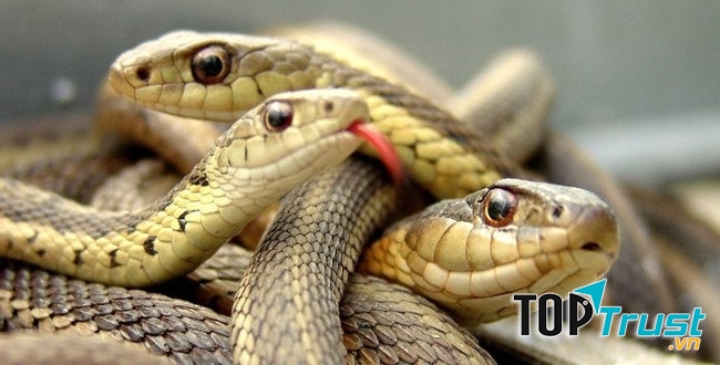 Rắn mẹ ăn những con non bị chết để bổ sung dinh dưỡng.