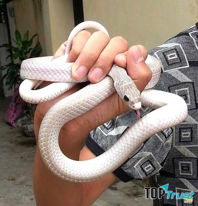 Rắn bạch tạng Texes