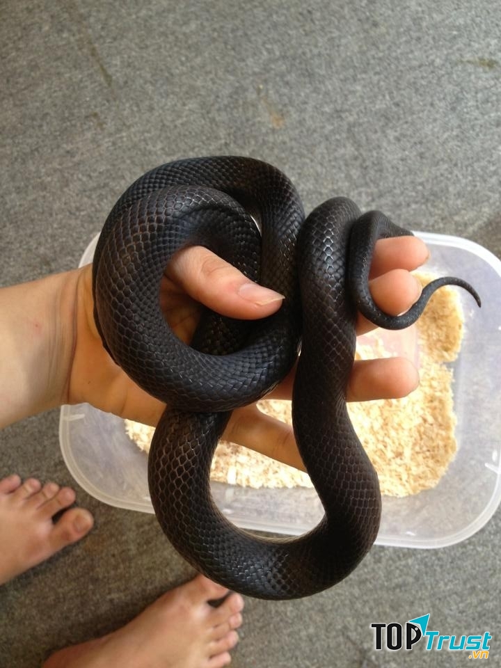 Rắn chàm phương đông