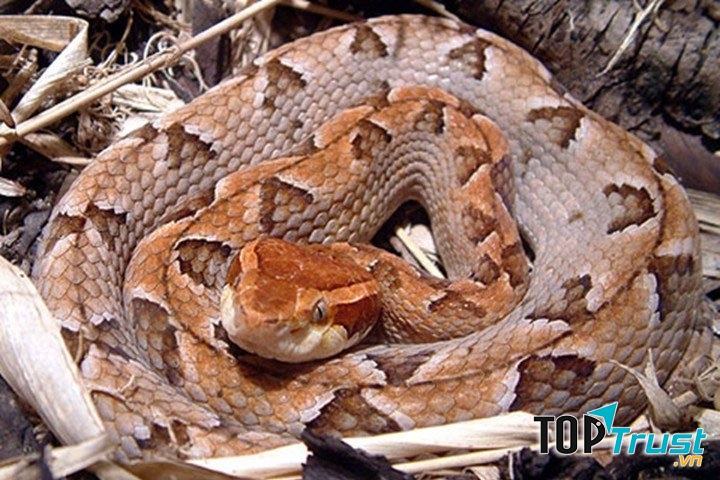 Rắn chàm quạp (hay còn gọi là rắn khô mộc)
