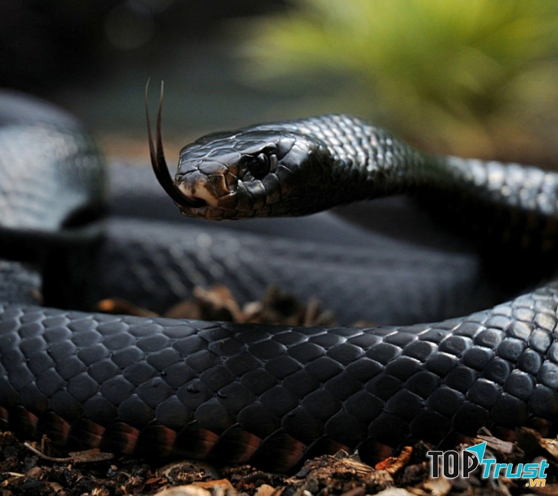 Rắn độc đen Châu Phi (Black Mamba)