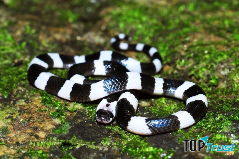 Rắn cạp nong xanh (Blue Krait)