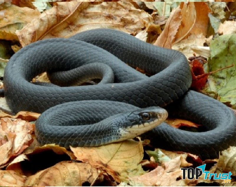 Rắn Mamba đen