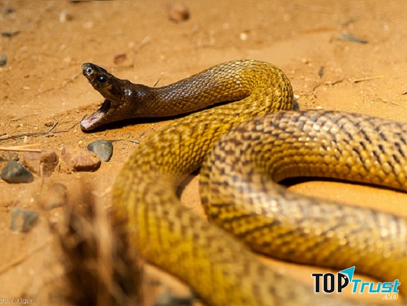 Rắn Taipan nội địa