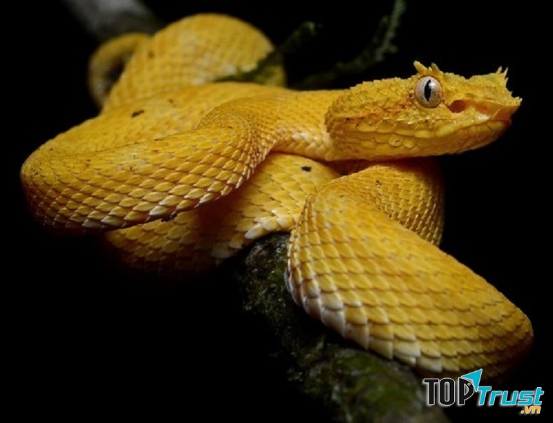 Rắn hổ lục
