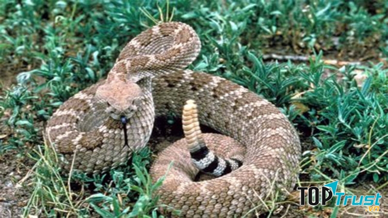 Rắn đuôi chuông