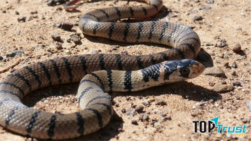 Rắn Eastern Brown