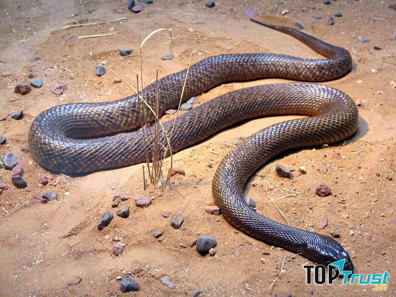 Rắn Taipan nội địa (Inland taipan)
