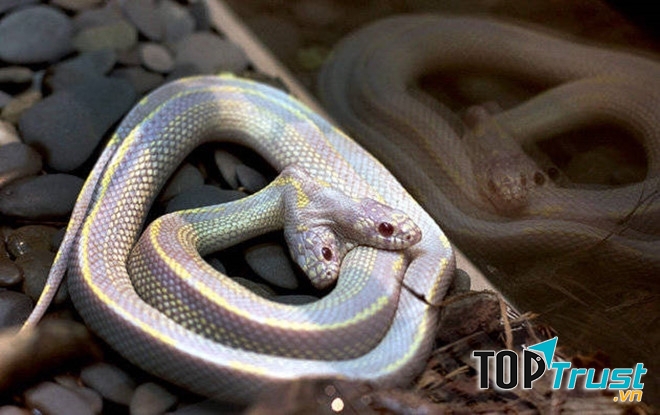 We: Con Rắn hai đầu kỳ  lạ