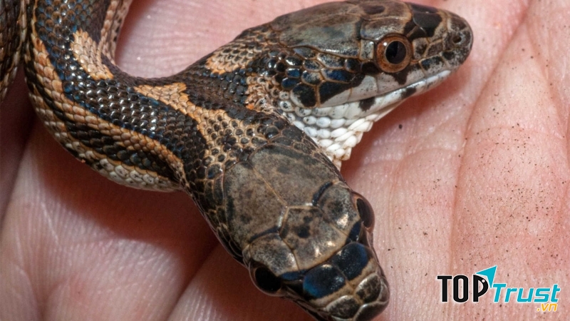 Loài Rắn 2 đầu