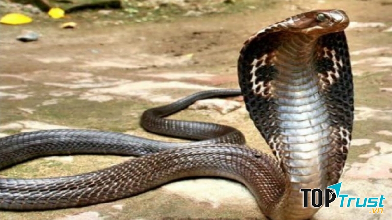 Rắn hổ Châu Úc (Tiger Snake)