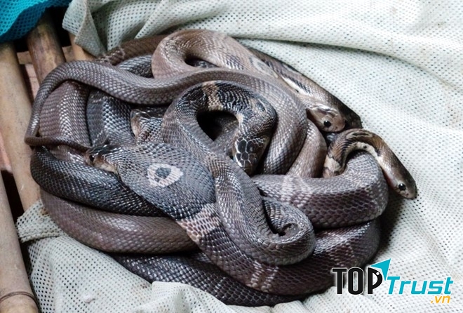 Rắn hổ đất khiến nạn nhân chết nhanh chóng chỉ với lượng nọc độc nhỏ