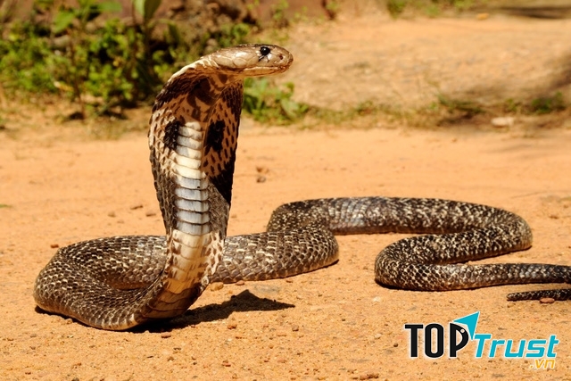 Mỗi năm, số người tử vong do rắn hổ mang Châu Á lên tới con số đáng báo động.