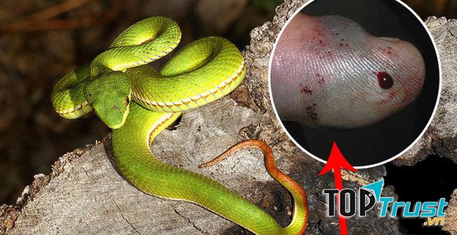 Rắn lục đuôi đỏ