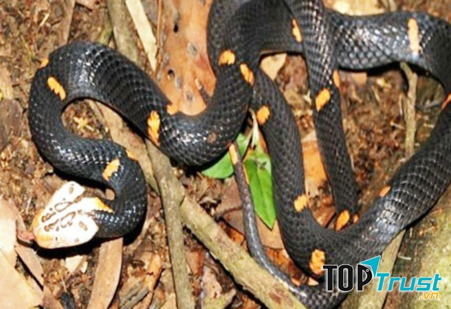 Rắn lục đầu bạc