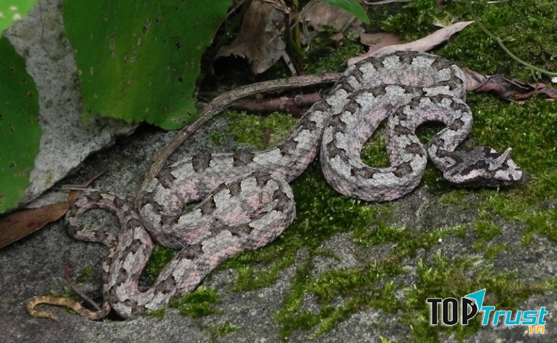 Rắn lục sừng với đầu hình tam giác