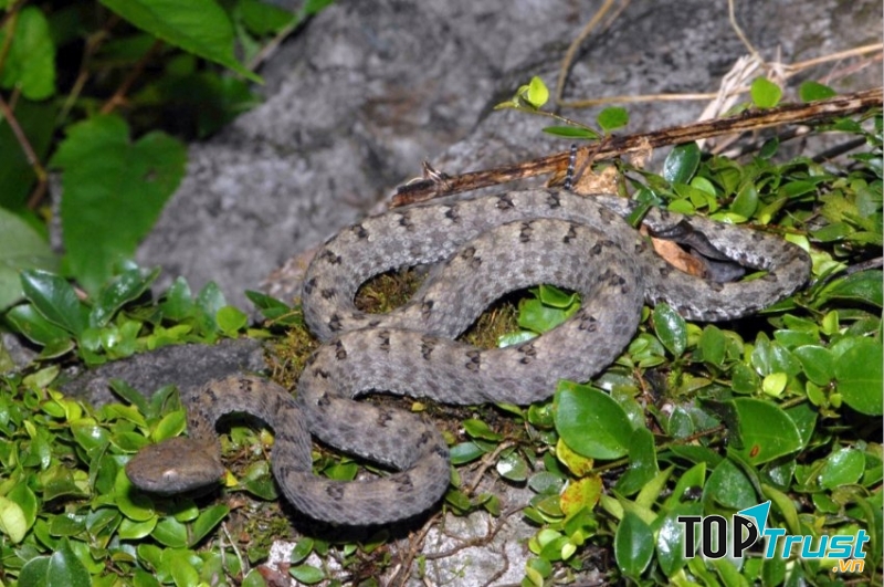 Rắn lục trùng khánh