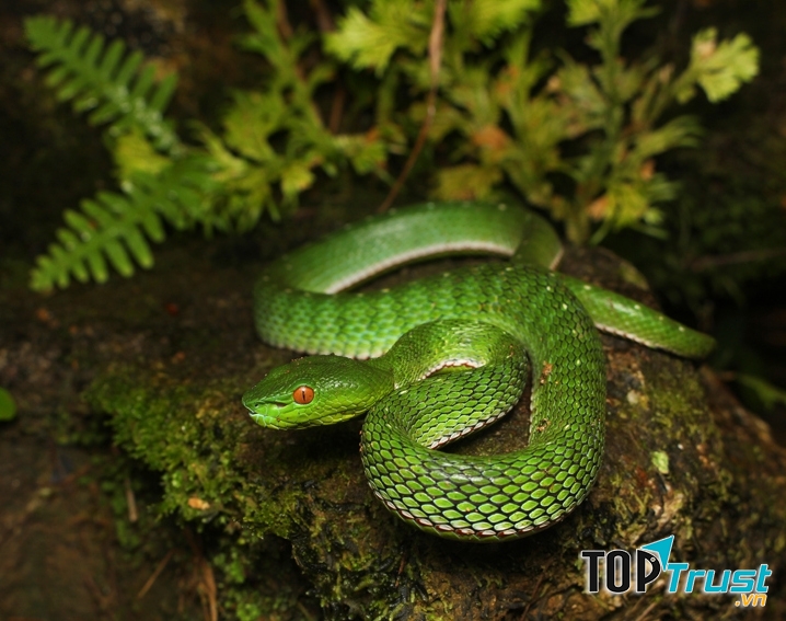 Rắn lục von-gen sống trong bụi rậm