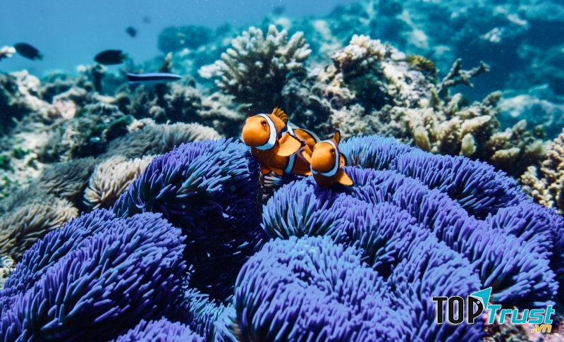 Rạn san hô Great Barrier