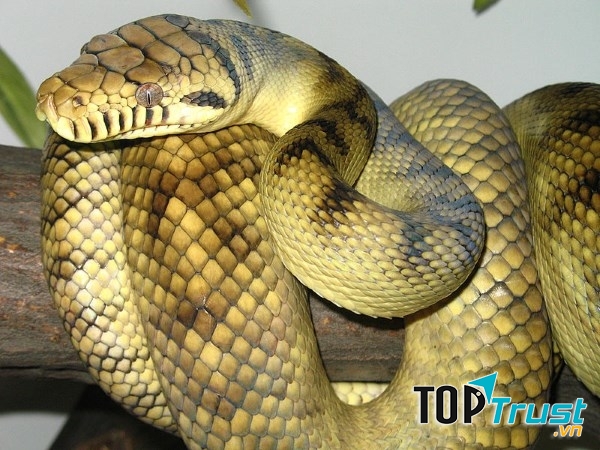 Rắn Scrub Python