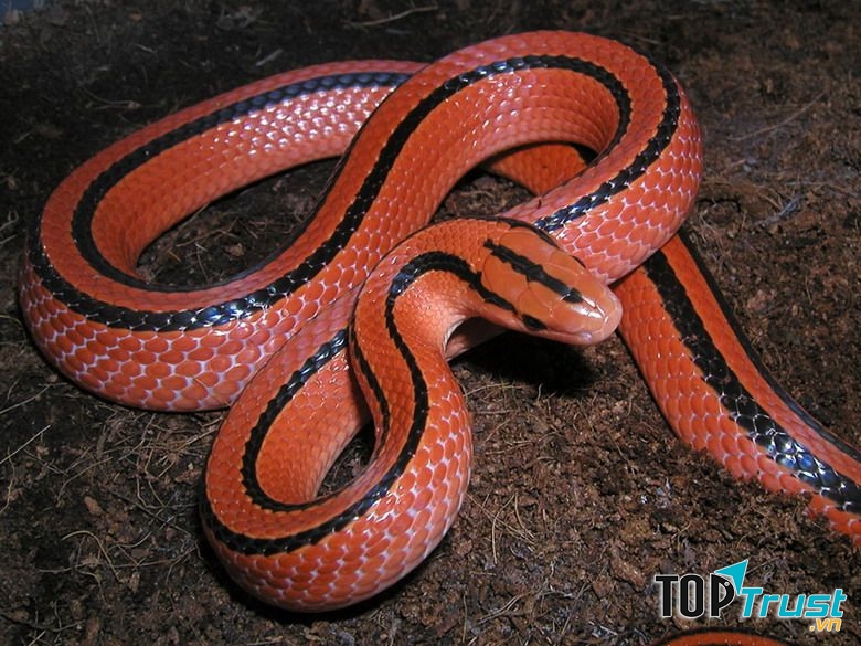Rắn sọc đốm đỏ