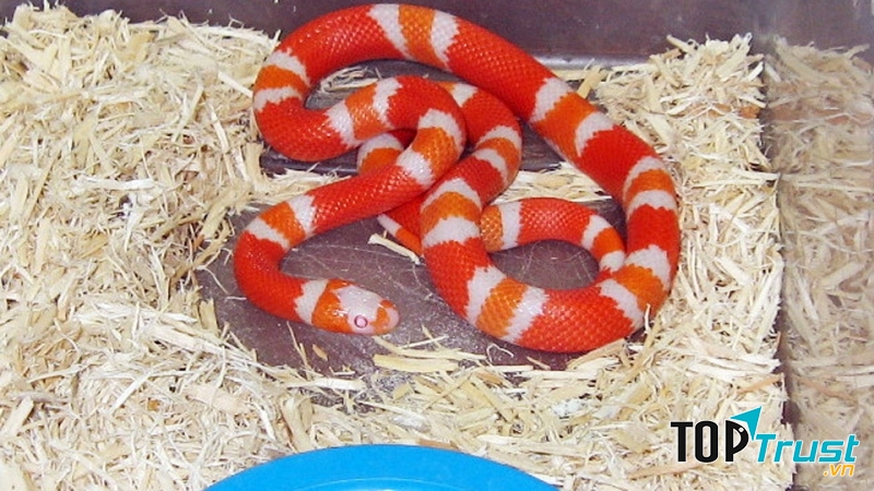 Rắn sữa Honduras