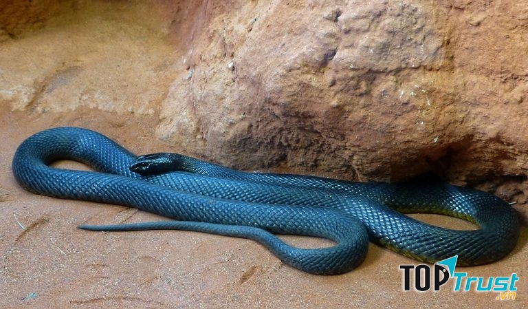 Rắn độc Taipan