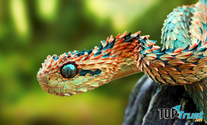 Hình thù kì lạ của Rắn vảy sừng - Bush Viper