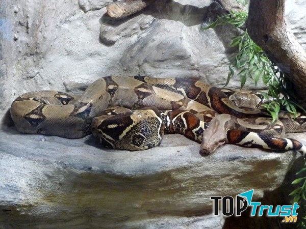 Rắn xiết mồi (Boa constrictor)