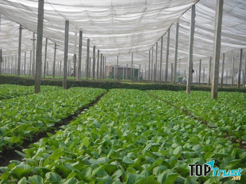 Rau sạch được sản xuất với quy trình nghiêm ngặt