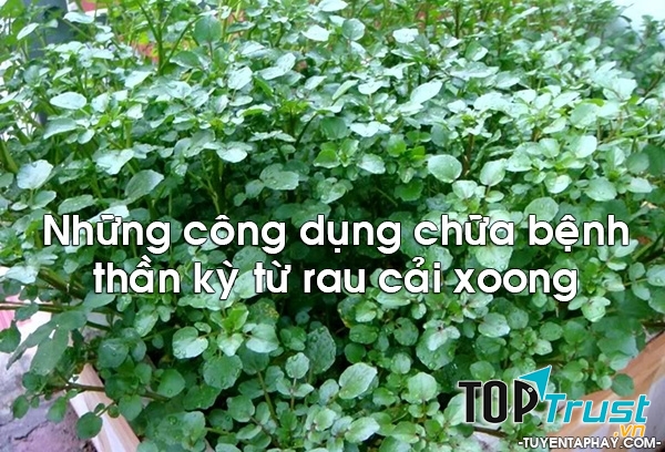 cải xoong còn có tác dụng phòng ngừa ung thư, đặc biệt là ung thư cổ tử cung và ung thư vú ở phụ nữ.