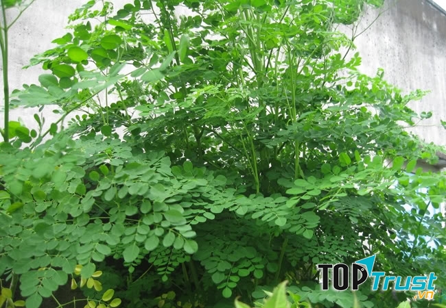 Cây rau chùm ngây-loại rau không nên ăn khi mang thai