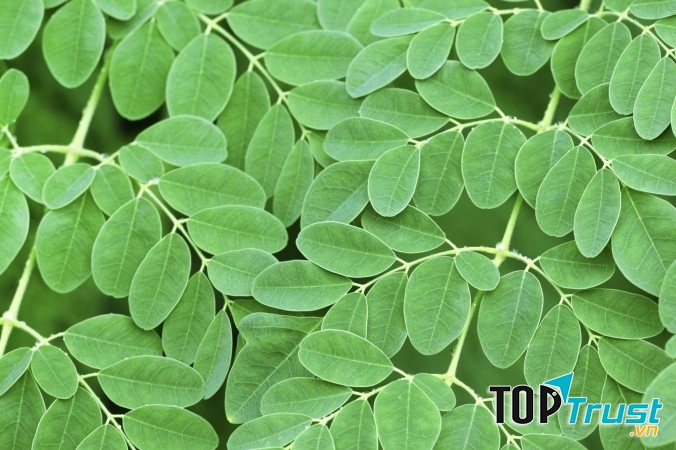 Trong rau chùm ngây có chứa chất ngừa thai