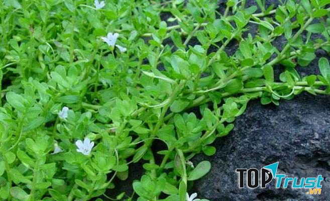 Rau đắng đất – loại rau dân dã giải độc gan cực kỳ hiệu quả.