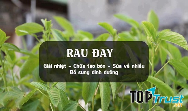 Rau đay