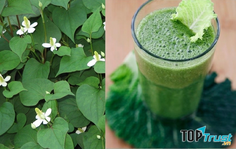 Chữa ho bằng rau diếp cá